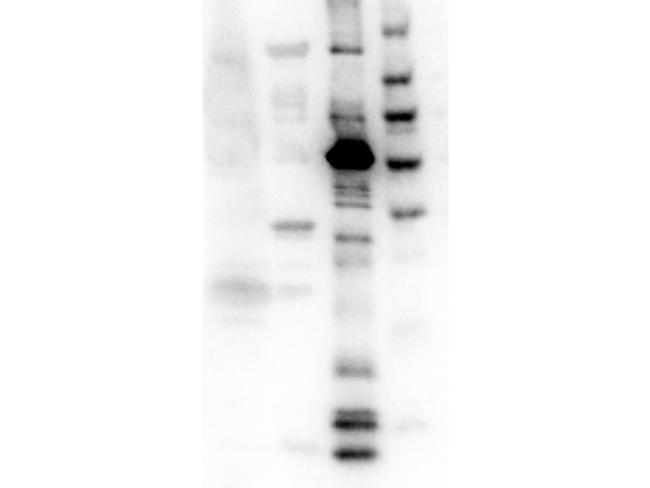 Eg5 Antibody in Western Blot (WB)