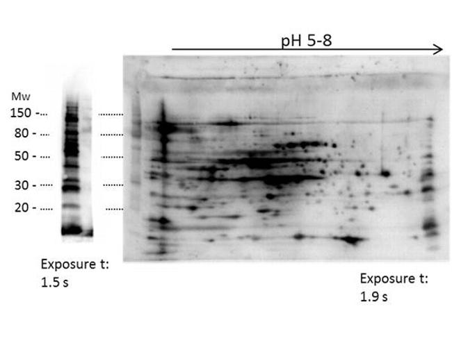LMW E.Coli Host Cell Proteins Antibody in Western Blot (WB)