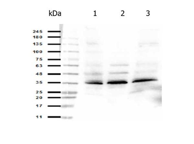 ORAI1 Antibody in Western Blot (WB)