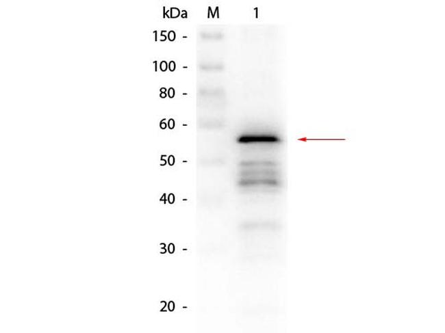 Aldehyde Dehydrogenase Antibody in Western Blot (WB)