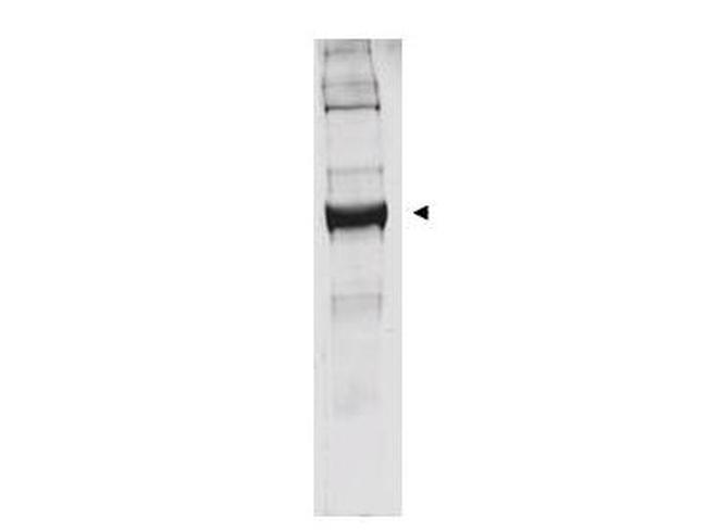 Glutamate Dehydrogenase Antibody in Western Blot (WB)