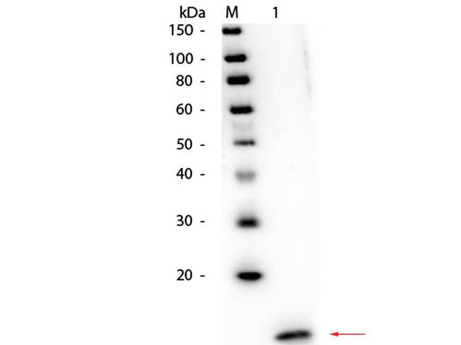 Streptavidin Antibody in Western Blot (WB)