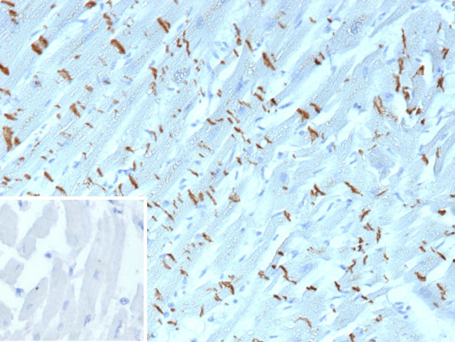 N-Cadherin/Cadherin-2/CD325 (NCAD) Antibody in Immunohistochemistry (Paraffin) (IHC (P))