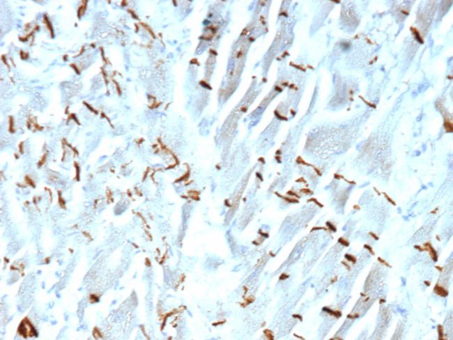 N-Cadherin/Cadherin-2/CD325 (NCAD) Antibody in Immunohistochemistry (Paraffin) (IHC (P))