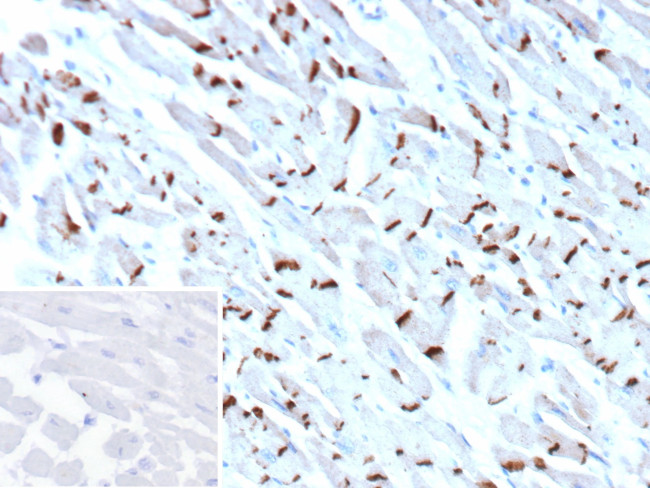 N-Cadherin/Cadherin-2/CD325 (NCAD) Antibody in Immunohistochemistry (Paraffin) (IHC (P))