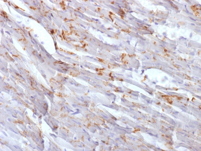N-Cadherin/Cadherin-2/CD325 (NCAD) Antibody in Immunohistochemistry (Paraffin) (IHC (P))