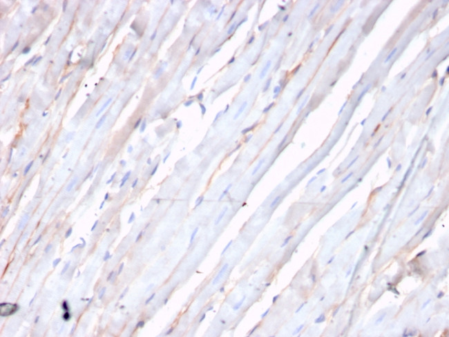 N-Cadherin/Cadherin-2/CD325 (NCAD) Antibody in Immunohistochemistry (Paraffin) (IHC (P))