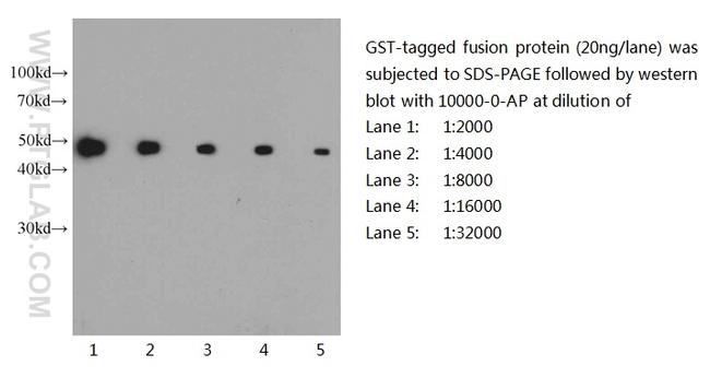 GST Tag Antibody in Western Blot (WB)