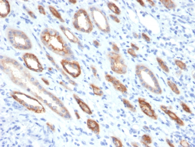 Occludin (Marker of Early Blood Brain Barrier Damage) Antibody in Immunohistochemistry (Paraffin) (IHC (P))