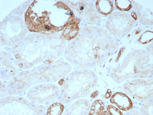 Occludin (OCLN) (Tight Junctions Marker) Antibody in Immunohistochemistry (Paraffin) (IHC (P))