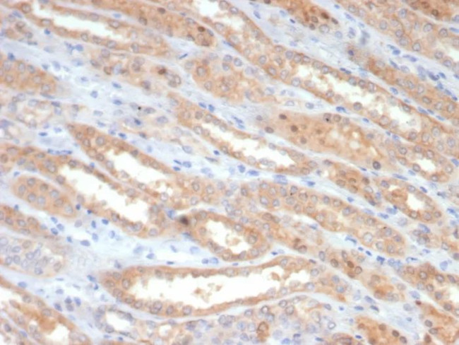 Occludin (OCLN) (Tight Junctions Marker) Antibody in Immunohistochemistry (Paraffin) (IHC (P))