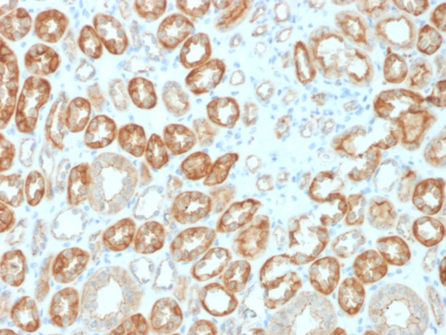 Occludin (OCLN) (Tight Junctions Marker) Antibody in Immunohistochemistry (Paraffin) (IHC (P))