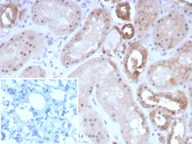 Occludin (OCLN) (Tight Junctions Marker) Antibody in Immunohistochemistry (Paraffin) (IHC (P))
