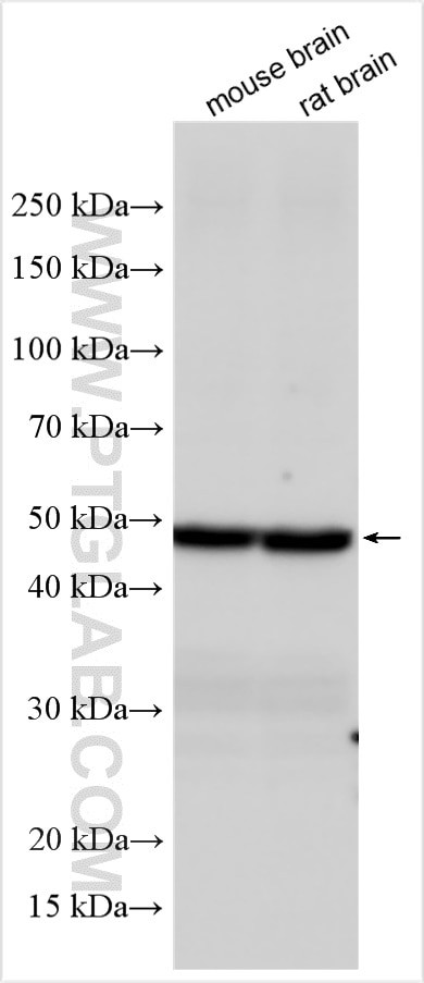 Beta Tubulin Antibody in Western Blot (WB)