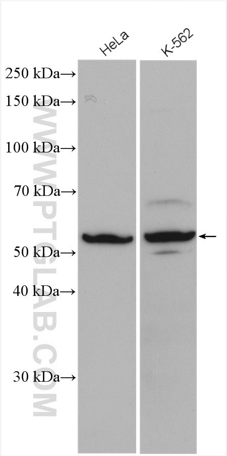 CSTF1 Antibody in Western Blot (WB)