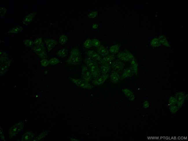 HINFP Antibody in Immunocytochemistry (ICC/IF)