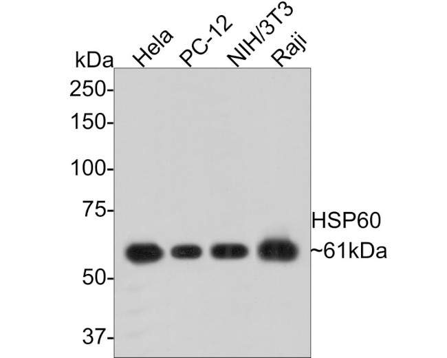 HSP60 Antibody in Western Blot (WB)