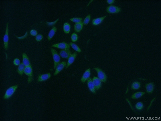 GAS7 Antibody in Immunocytochemistry (ICC/IF)
