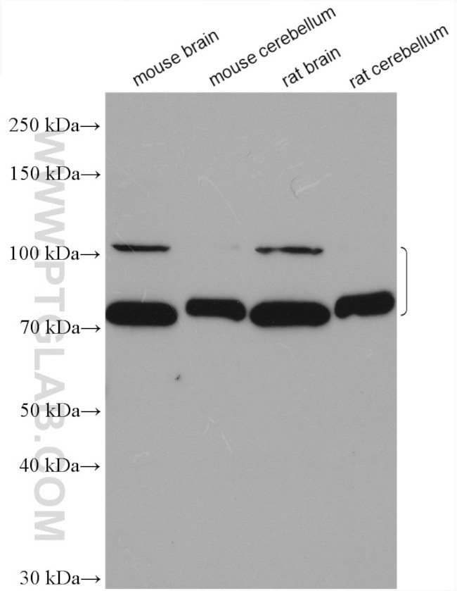 PCDHA2 Antibody in Western Blot (WB)