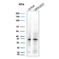 Cdk2/p34cdc2 Serine-Threonine Kinase Antibody in Western Blot (WB)