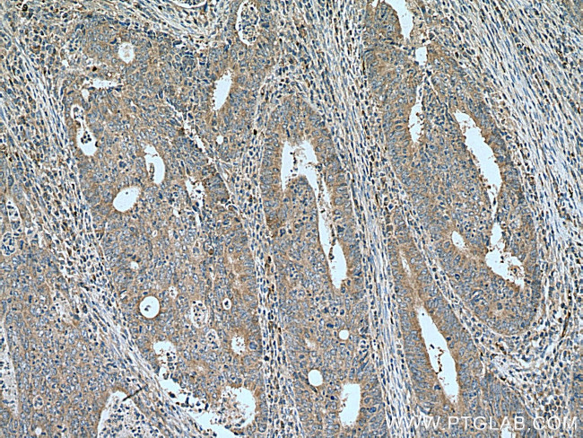NME6 Antibody in Immunohistochemistry (Paraffin) (IHC (P))