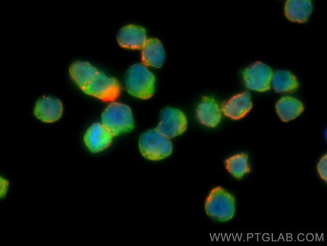 COPS6 Antibody in Immunocytochemistry (ICC/IF)