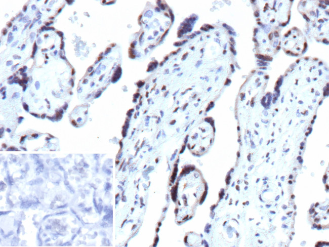 p27Kip1 (Mitotic Inhibitor/Suppressor Protein) Antibody in Immunohistochemistry (Paraffin) (IHC (P))