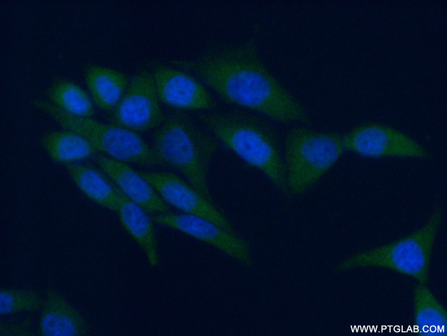 AMPK gamma 1 Antibody in Immunocytochemistry (ICC/IF)