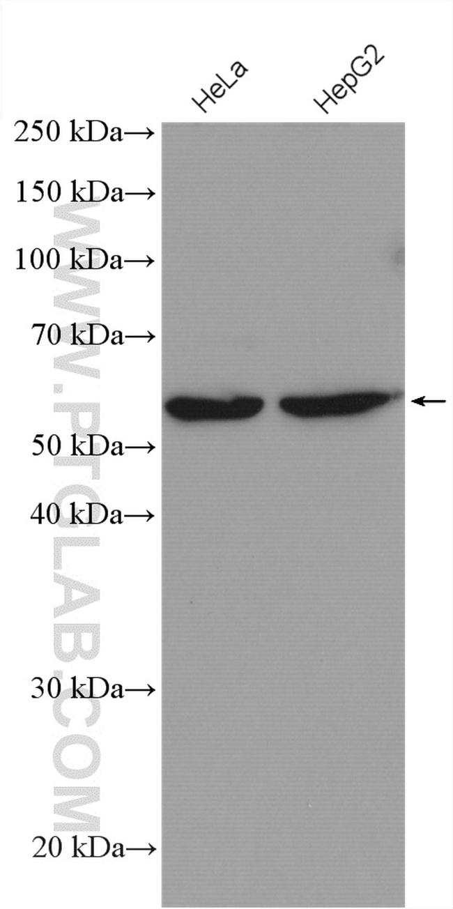 RRP9 Antibody in Western Blot (WB)
