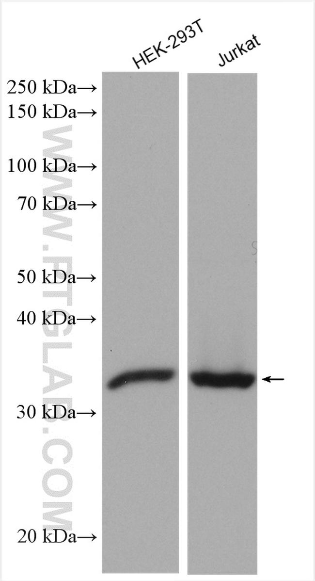PSMG1 Antibody in Western Blot (WB)