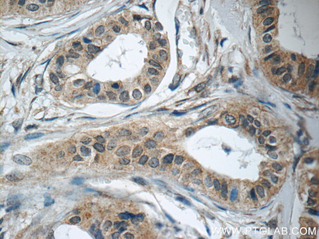 LPO Antibody in Immunohistochemistry (Paraffin) (IHC (P))