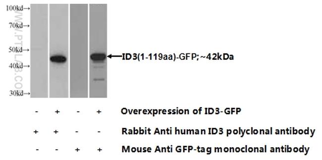 ID3 Antibody in Western Blot (WB)