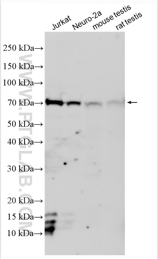 RANBP3 Antibody in Western Blot (WB)