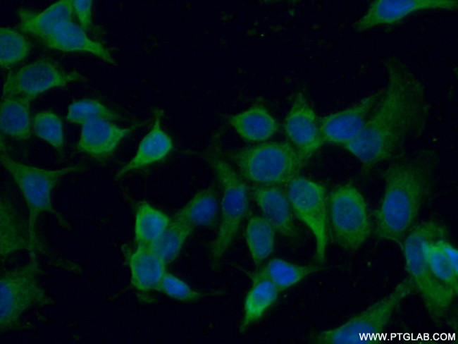 ENOX2 Antibody in Immunocytochemistry (ICC/IF)