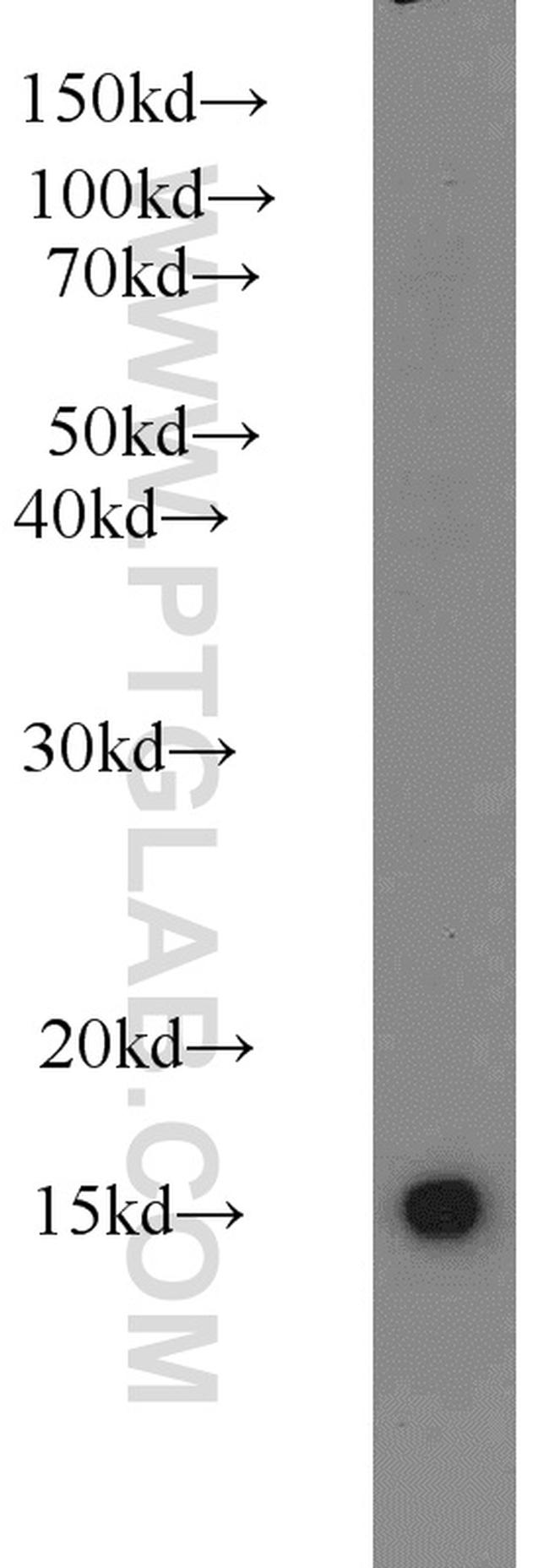 HIST3H2A Antibody in Western Blot (WB)