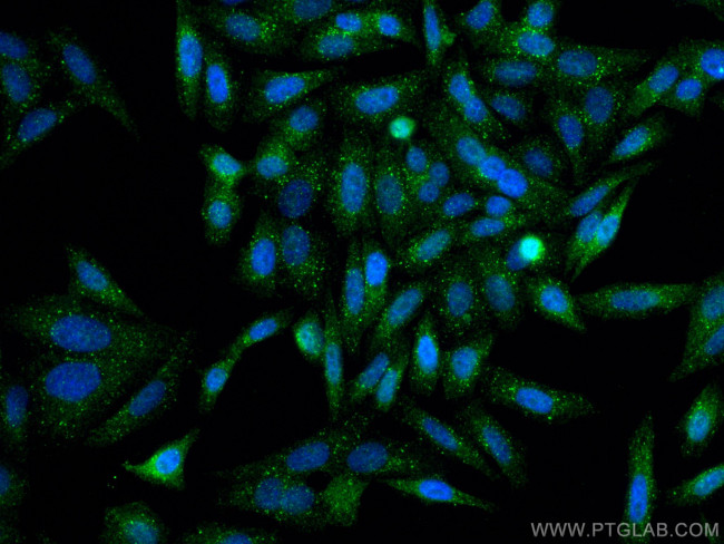 PTPN23 Antibody in Immunocytochemistry (ICC/IF)