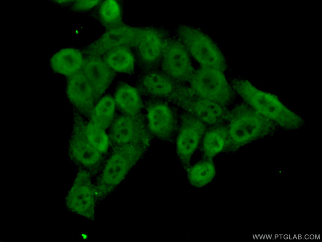 BRD8 Antibody in Immunocytochemistry (ICC/IF)