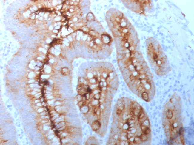 Carcinoembryonic Antigen (CEA)/CD66 Antibody in Immunohistochemistry (Paraffin) (IHC (P))