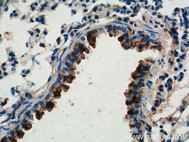 Uteroglobin Antibody in Immunohistochemistry (Paraffin) (IHC (P))