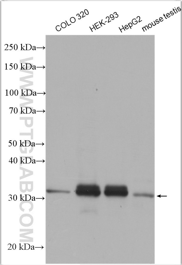 ZMAT3 Antibody in Western Blot (WB)