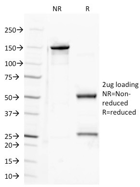 CD100 (Semaphorin-4D) Antibody in SDS-PAGE (SDS-PAGE)