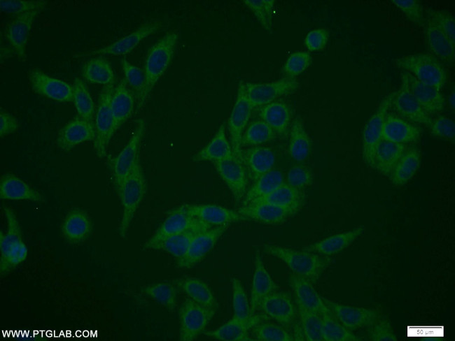 NIF3L1 Antibody in Immunocytochemistry (ICC/IF)
