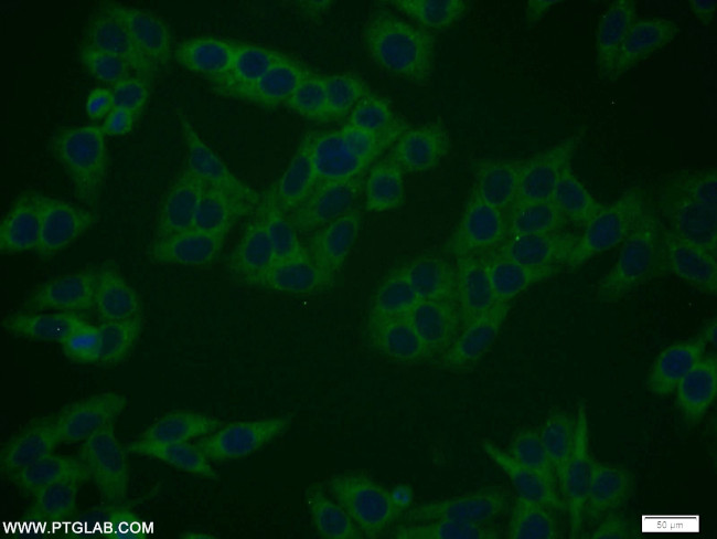 RANGRF Antibody in Immunocytochemistry (ICC/IF)