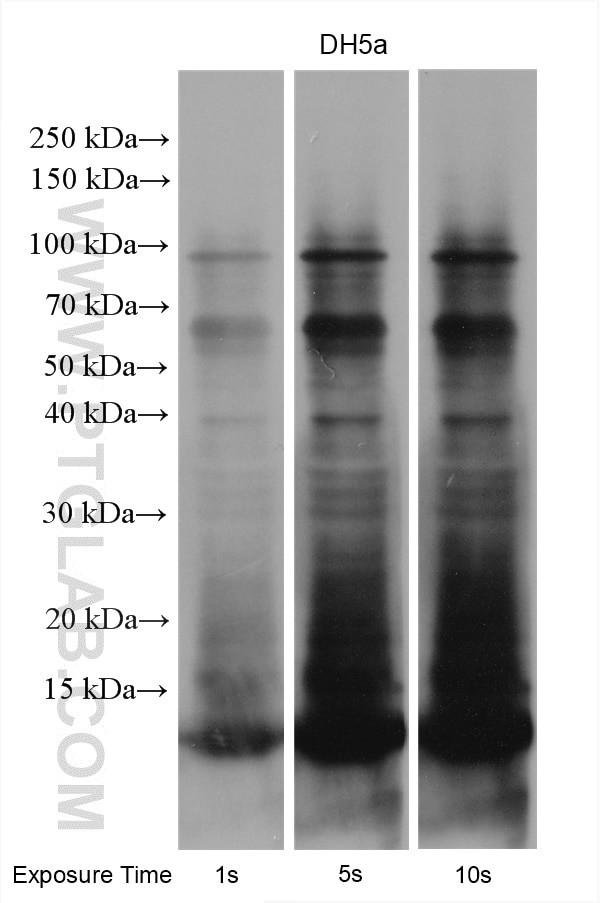 DH5a-lysate Antibody in Western Blot (WB)