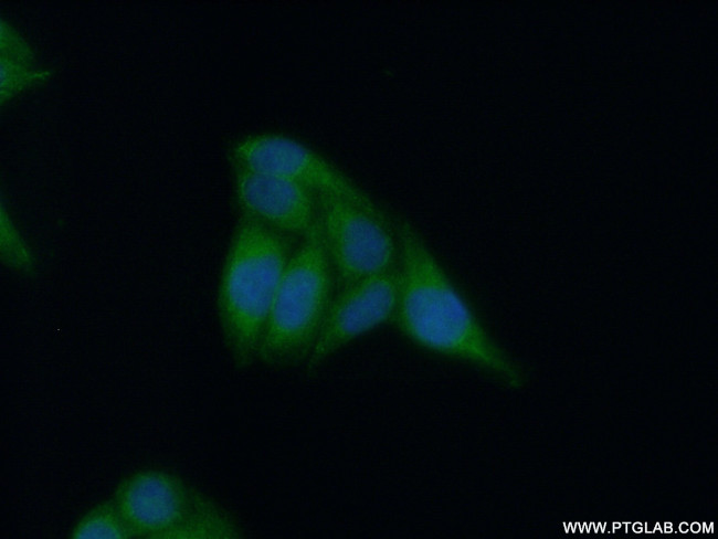 APOL4 Antibody in Immunocytochemistry (ICC/IF)