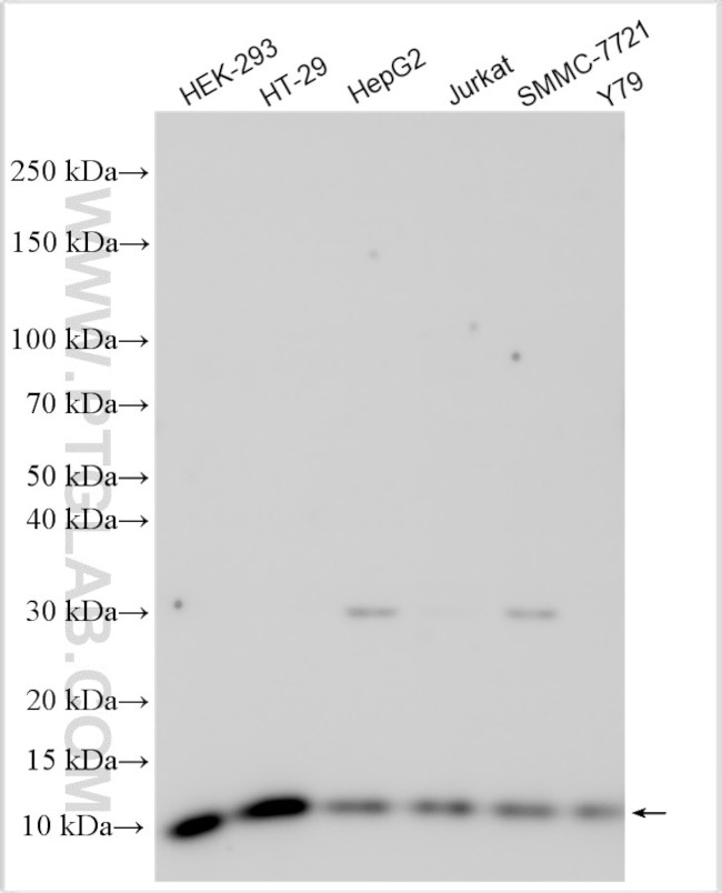 CKS1B Antibody in Western Blot (WB)