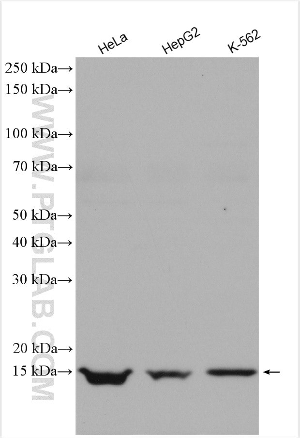 GEMIN7 Antibody in Western Blot (WB)