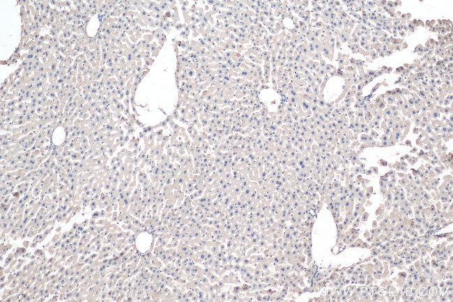 Aminomethyltransferase Antibody in Immunohistochemistry (Paraffin) (IHC (P))