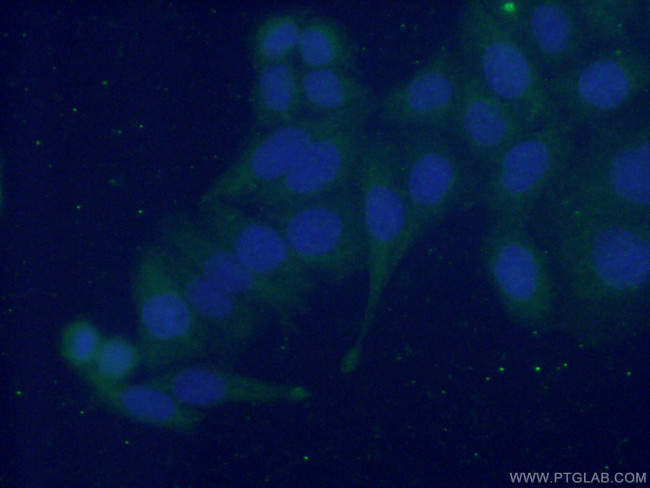 EMILIN1 Antibody in Immunocytochemistry (ICC/IF)