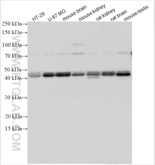 ACTRT3/ARPM1 Antibody in Western Blot (WB)